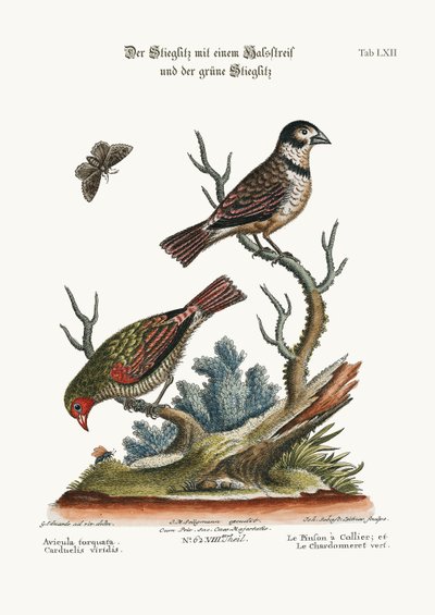 The Collared Finch, and the Green Goldfinch by George Edwards